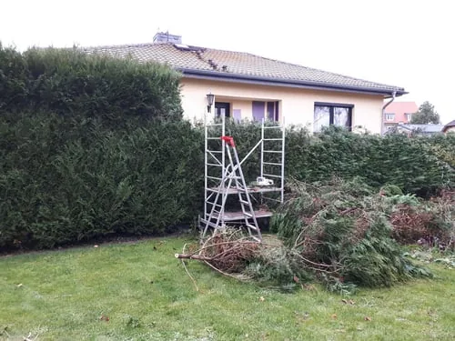 Gerüst vor einer hohen grünen Hecke mit Schnittgut auf dem Rasen